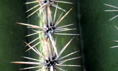Agujas-de-cactus