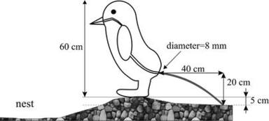 ctv-oeg-pinguino
